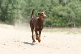 DOBERMANN 814